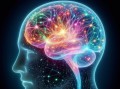 新研究：人类大脑功能60岁时才达到巅峰