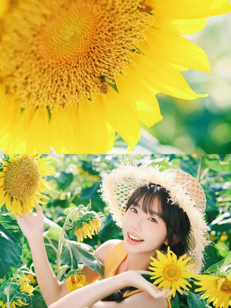 夏日向日葵花海怎么拍？技巧参数全在这，轻松出大片-第7张图片-风享汇